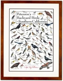 Earth Sky + Water - Peterson’s Backyard Birds Of Southern California - Double-matted Posters With Black Frame -Songmics Furniture Shop 51579SdVeL. AC
