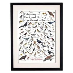 Earth Sky + Water - Peterson’s Backyard Birds Of Southern California - Double-matted Posters With Black Frame