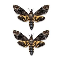 Vinatimes Lot Of 2 Real Death Head Moth Acherontia Hawkmoth Mounted Skull Moth Entomology Dried Insect Butterfly Taxidermy Oddity Artwork 2MCU